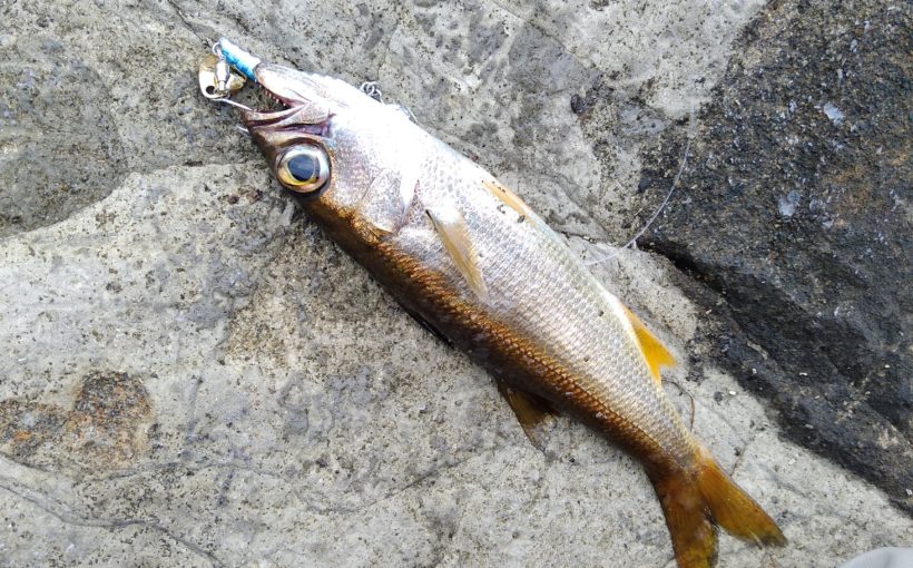 三浦半島で釣れる実は美味しいムツっこ 三浦半島で青物やシーバス メバルをルアーで攻略