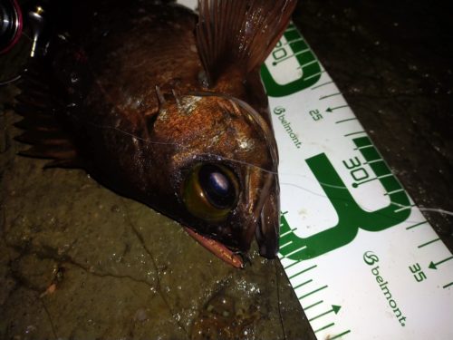 神奈川で尺メバル