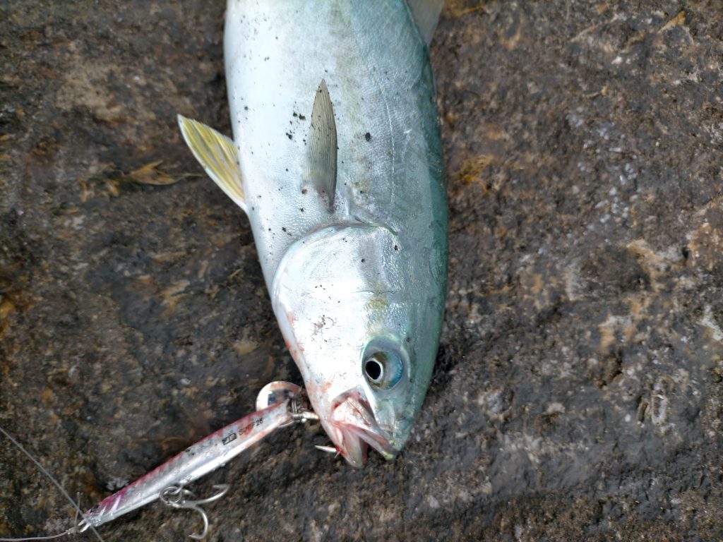 三浦半島で釣れた2021年初青物