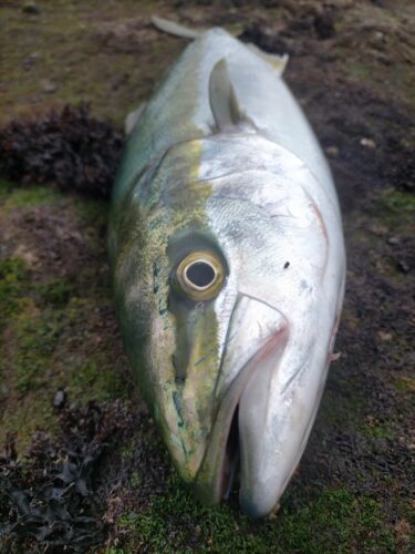 三浦半島で釣れたワラサ