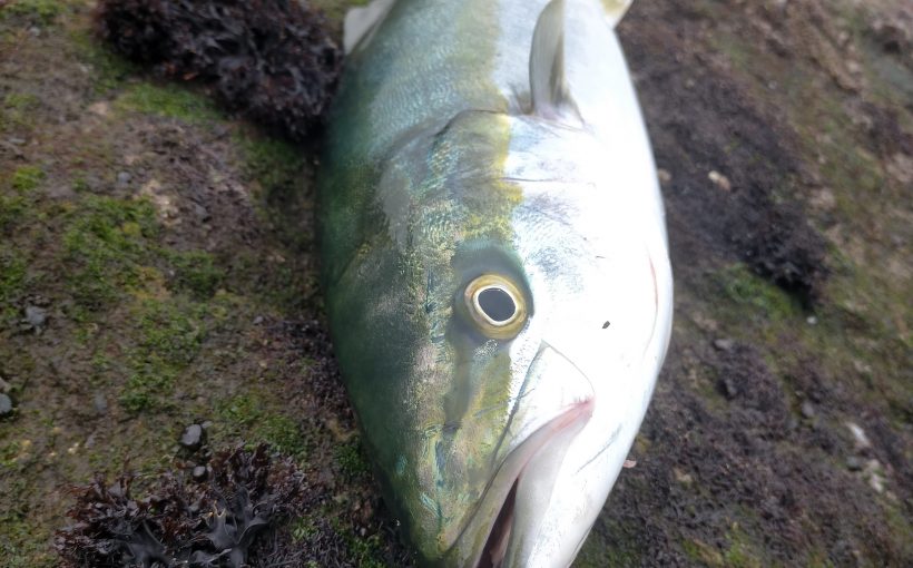 21年三浦半島青物が釣れてるポイント 7 25時点 三浦半島で青物やシーバス メバルをルアーで攻略