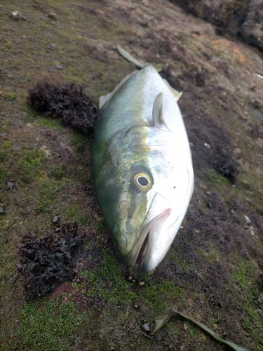 三浦半島のワラサ