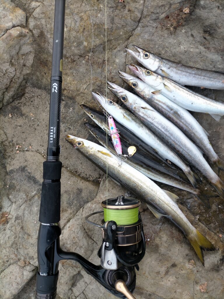 三浦半島、カマス爆釣