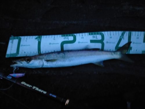 三浦半島で釣れた45cmのアカカマス