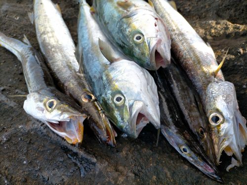 三浦半島青物もカマスも爆釣