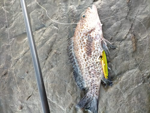 三浦半島で釣れたオオモンハタ