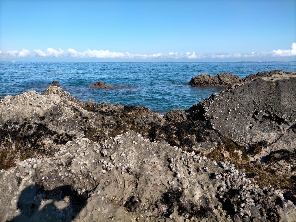 三浦半島の西にオオモンハタかメバル釣りにきた