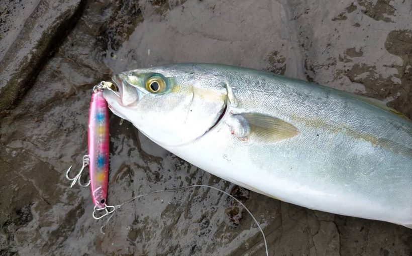 三浦半島 青物釣れる時期まとめ21 7