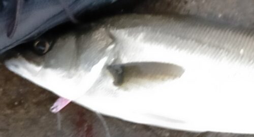 三浦半島のシーバス