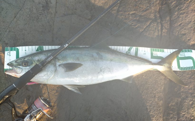 三浦半島 今年2回目カマス数釣りからのワラサ 三浦半島で青物やシーバス メバルをルアーで攻略