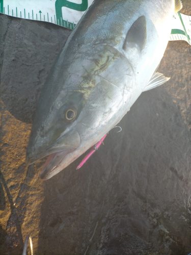 三浦半島のワラサ