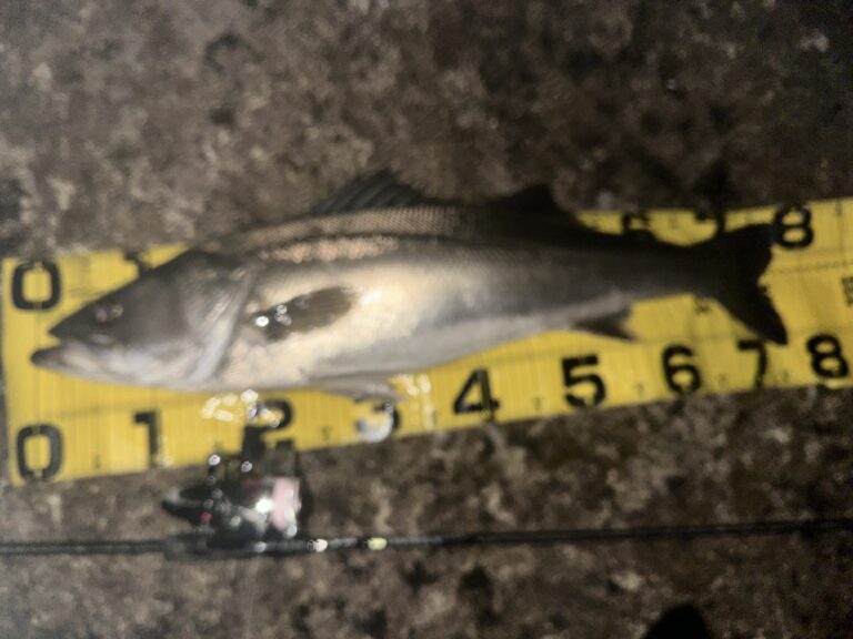 三浦半島磯シーバス（12月初旬）