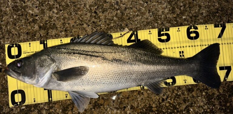 三浦半島シーバス（12月初旬）