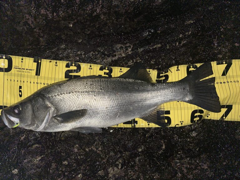 三浦半島 夜ヒラスズキ 完全攻略ガイド2025