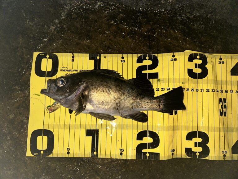 三浦半島メバリング（2024.12.30釣り納め）