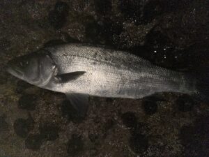 三浦半島夜ヒラようやく開拓