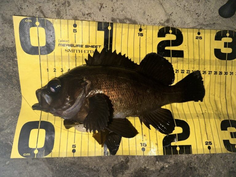 三浦半島メバリング（2025.4.19）