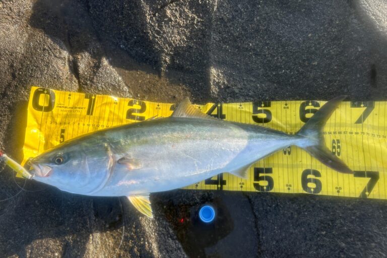 まだまだ釣れるワラサ