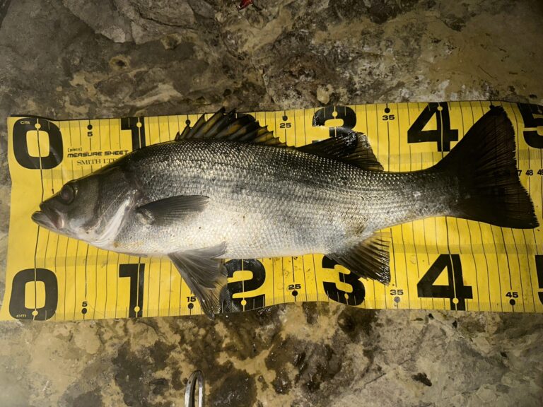 しばらくブログ休止します