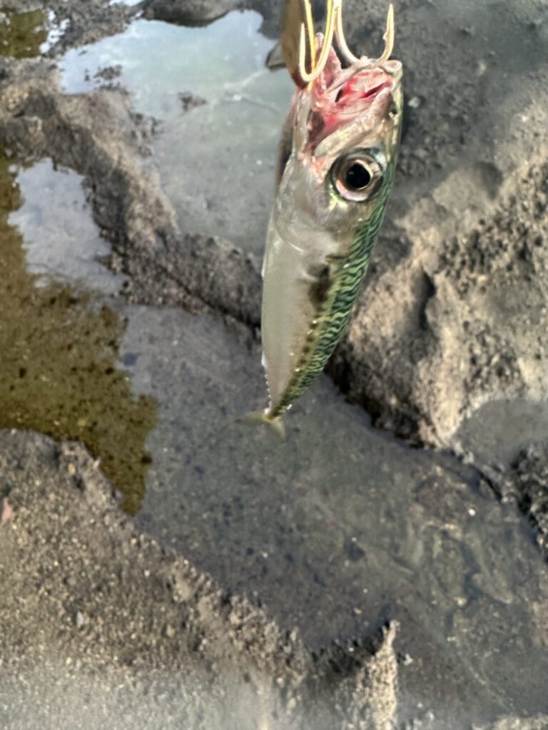 【釣り人必読】ヒスタミン中毒の原因魚種・症状・予防法を徹底解説｜加熱しても防げない食中毒の正体