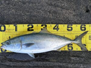 三浦半島ワラサ攻略 ターゲットをワラサに絞る
