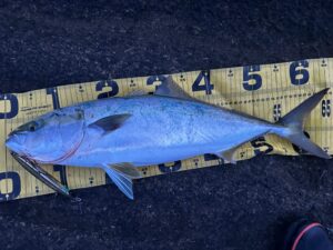 三浦半島ワラサ攻略 カマスが消える瞬間にワラサがいる?