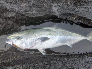 三浦半島ワラサ攻略 イナダ禁断症状を振り切って今期3本目