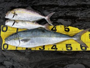 三浦半島ワラサ攻略 凡事徹底で釣った今期4本目の60cmオーバーのワラサ